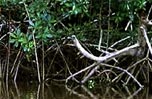 El poder del manglar